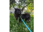 Adopt Kitsune a Black Chow Chow dog in mishawaka, IN (41531209)