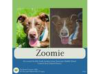 Adopt Zoomie a Brown/Chocolate Hound (Unknown Type) dog in Gilbertsville