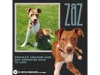 Adopt Zaz a Brown/Chocolate - with White Hound (Unknown Type) dog in