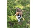 Adopt Jack a Terrier (Unknown Type, Medium) dog in Norfolk, MA (41531185)