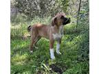 Adopt Jill a Terrier (Unknown Type, Medium) dog in Norfolk, MA (41531184)