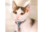 Adopt Mylo a Domestic Shorthair / Mixed cat in Port Washington, NY (41531182)