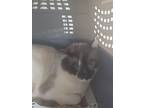 Adopt Calvin a Domestic Shorthair / Mixed (short coat) cat in Fort Walton Beach