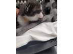 Adopt Calamansi - Tan a Domestic Shorthair / Mixed (short coat) cat in Fort