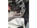 Adopt Apricot a Domestic Shorthair / Mixed (short coat) cat in Fort Walton
