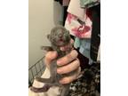 Adopt Baltic a Gray or Blue Domestic Shorthair / Mixed (short coat) cat in Fort