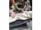 Adopt Rambutan - Green a Domestic Shorthair / Mixed (short coat) cat in Fort