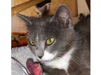 Adopt Jazz a Gray or Blue (Mostly) Domestic Shorthair / Mixed (short coat) cat
