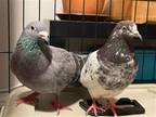 Adopt Uma a Gray Pigeon bird in San Francisco, CA (41530946)