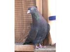 Adopt Cornell a Brown Pigeon bird in San Francisco, CA (41530933)