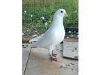 Adopt Xiya w/Penelope a White Pigeon bird in San Francisco, CA (41530927)