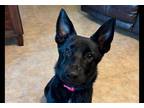Adopt Mabel a Black German Shepherd Dog / Labrador Retriever / Mixed dog in