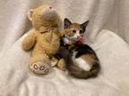 Adopt Aria a Calico or Dilute Calico Domestic Shorthair (short coat) cat in