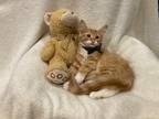 Adopt Asa a Orange or Red Tabby Maine Coon (long coat) cat in Metairie