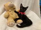 Adopt Arthur a All Black Domestic Shorthair (short coat) cat in Metairie