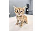 Adopt Leonardo a Spotted Tabby/Leopard Spotted American Shorthair / Mixed cat in