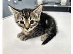 Adopt Giselle a Spotted Tabby/Leopard Spotted American Shorthair / Mixed cat in