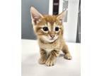 Adopt Giovanni a Spotted Tabby/Leopard Spotted American Shorthair / Mixed cat in