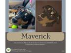 Adopt Maverick a Black - with Tan, Yellow or Fawn Hound (Unknown Type) / Mixed