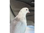 Adopt Moonlight a Pigeon bird in San Francisco, CA (41531043)