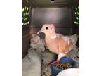Adopt Skye w/Argyle a Dove bird in San Francisco, CA (41531026)