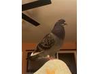 Adopt Petey w/ YoYo a Pigeon bird in San Francisco, CA (41531016)