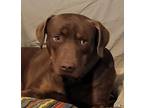 Adopt CODA a Brown/Chocolate Labrador Retriever dog in Banning, CA (41530872)