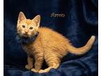 Adopt Aaron a Domestic Shorthair / Mixed cat in Hot Springs Village