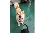 Adopt Azure a Red/Golden/Orange/Chestnut Husky / Mixed dog in Garner