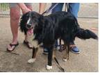 Adopt Matty a Black - with White Australian Shepherd / Border Collie dog in