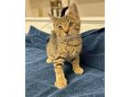 Adopt Buckeye a Tiger Striped Domestic Shorthair (short coat) cat in Albion