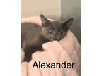 Adopt Alexander a Gray or Blue Russian Blue / Mixed (short coat) cat in Fern