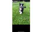 Adopt Pluto - Adopted a Australian Shepherd dog in Grand Rapids, MI (41530833)