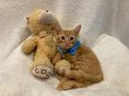 Adopt Ayden a Orange or Red Tabby Domestic Shorthair (short coat) cat in