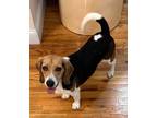 Adopt Bruno a White - with Tan, Yellow or Fawn Beagle / Basset Hound dog in New