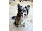 Adopt Felix a Black - with Gray or Silver Australian Shepherd / Papillon dog in