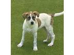 Adopt Melvin a White - with Tan, Yellow or Fawn Great Pyrenees dog in Syracuse