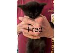 Adopt Fred a All Black Domestic Shorthair (short coat) cat in Willcox
