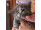 Adopt Bunny a Gray, Blue or Silver Tabby Domestic Shorthair (short coat) cat in