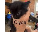 Adopt Clyde a All Black Domestic Shorthair (short coat) cat in Willcox
