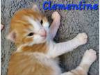 Adopt Clementine a Orange or Red (Mostly) Domestic Shorthair (short coat) cat in
