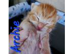 Adopt Archie a Orange or Red Tabby Domestic Shorthair (short coat) cat in