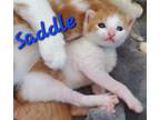 Adopt Saddle a Orange or Red (Mostly) Domestic Shorthair (short coat) cat in