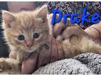 Adopt Drake a Orange or Red Tabby Domestic Mediumhair (long coat) cat in