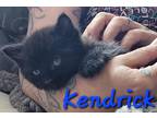 Adopt Kendrick a All Black Domestic Mediumhair (long coat) cat in Willcox