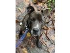 Adopt Kirby (fka Graham) a Brown/Chocolate Pit Bull Terrier dog in Gig Harbor