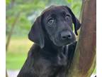 Adopt BARBARA ANN a Black - with Brown, Red, Golden, Orange or Chestnut Labrador
