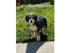 Adopt Biscotti a Black - with White Bernese Mountain Dog / Poodle (Miniature)
