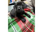 Adopt Carla a Black Labrador Retriever dog in Jackson, GA (41495064)