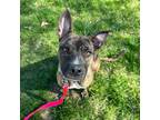 Adopt Simone a Brindle Plott Hound / Mixed Breed (Medium) dog in Saugus